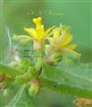  Flower (Lateral view)